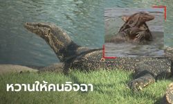 2 ตัวเงินตัวทอง พลอดรักอวดมนุษย์ หมุนตัวนัวเนียกลางสระนานกว่า 1 ชม. (คลิป)