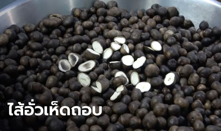 1 ปีมีครั้ง 'ไส้อั่วเห็ดถอบ' ที่เชียงใหม่ ประเดิมล็อตแรก ลูกค้าออร์เดอร์เพียบ(มีคลิป)