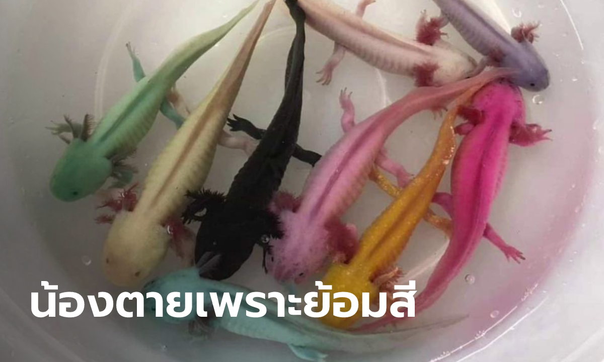 น่าสงสาร "หมาน้ำ" ถูกย้อมสีฉูดฉาด เด็กฮิตเลี้ยงตามเกม อยู่ได้แค่ 1 สัปดาห์ก็ตาย