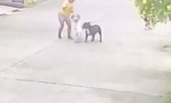 บีบหัวใจ! สุนัขพุ่งขย้ำหนูน้อยวัย 2 ขวบ อาการสาหัส อุ้มร่างส่งไอซียู เย็บ 200 เข็ม