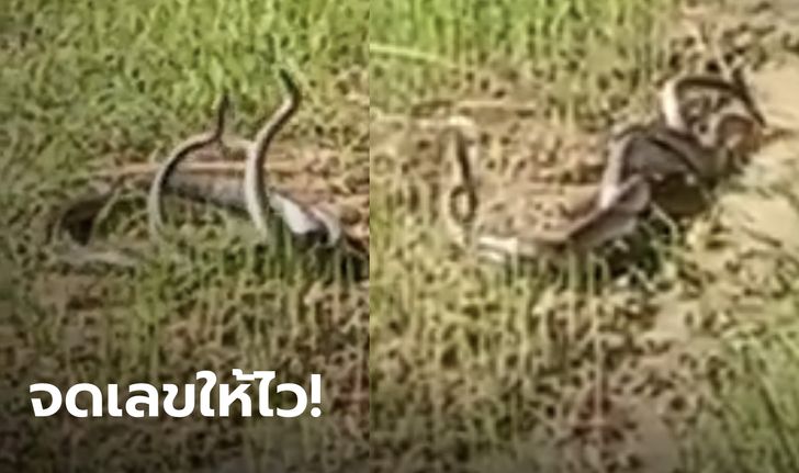 ส่องเลขเด็ด! ลุงขับรถไถไปเจองูสิง กอดรัดพลอดรักกลางที่นา เลขทะเบียนรถไถมาแน่