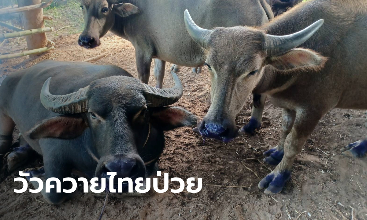 กำนันดังโวย พบรถบรรทุกวัวจากเมียนมาเข้าไทย เกิดโรคระบาดป่วยแล้ว 27 ตัว