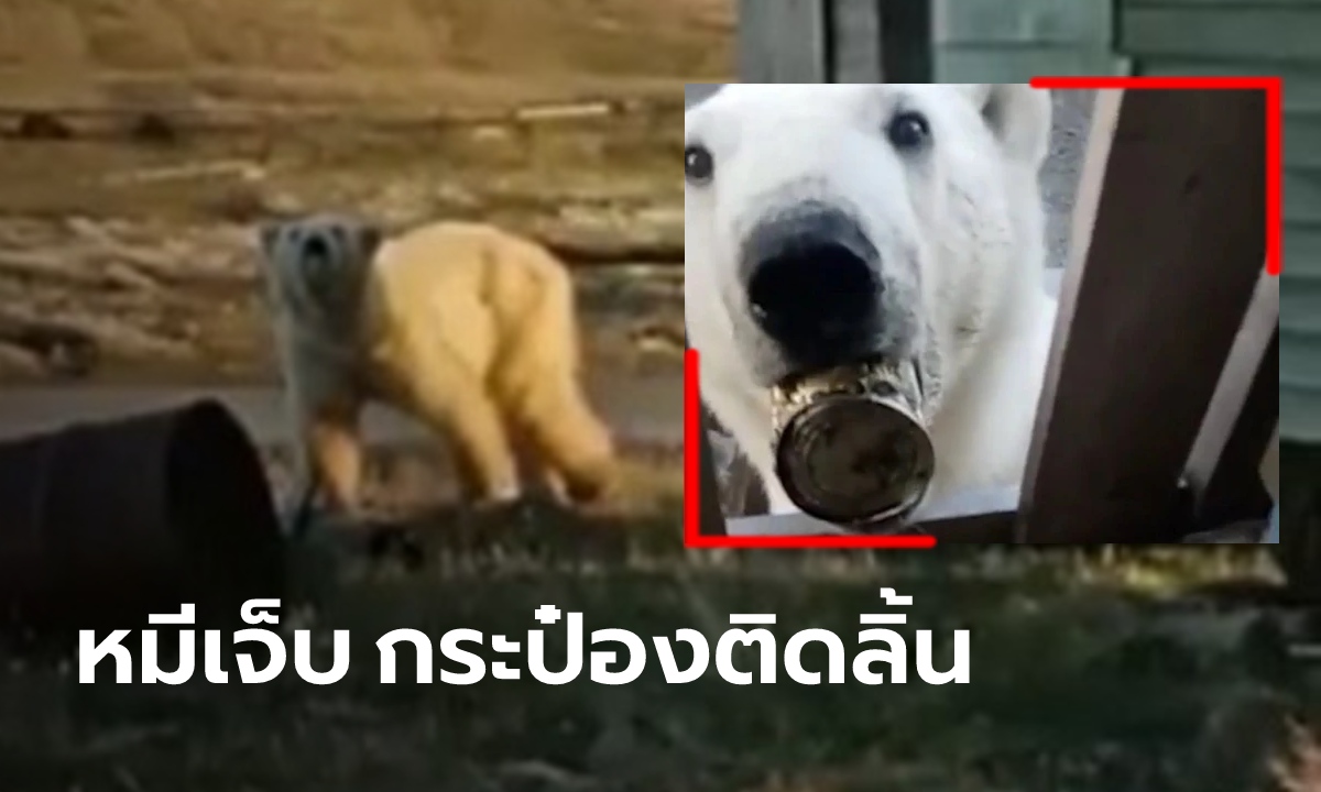 หมีขั้วโลกผอมโซ กระป๋องนมข้นติดลิ้นเจ็บ ใช้แรงเฮือกสุดท้าย ขอความช่วยเหลือมนุษย์