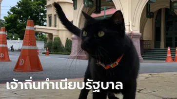 ส่องชีวิตแมวดำทำเนียบรัฐบาล #วันยกย่องแมวดำ