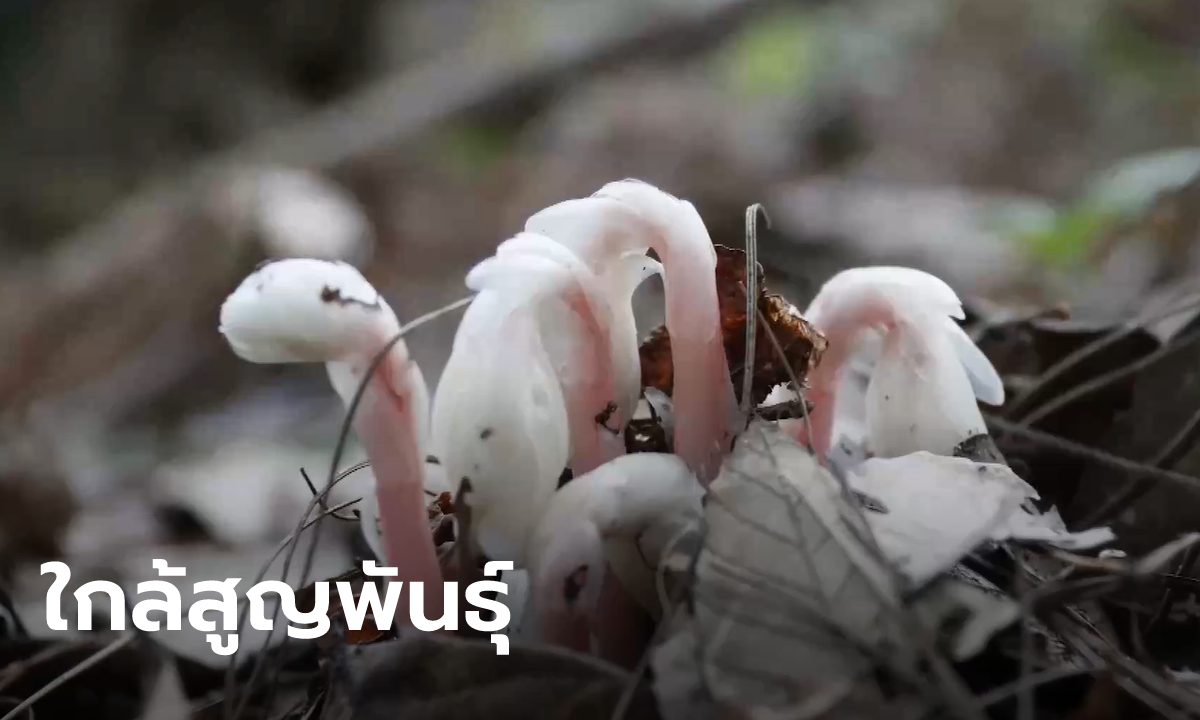 ฮือฮา! พบ "ว่านจันทรกานต์" หรือ "ดอกไม้ผี" ใกล้สูญพันธุ์ โผล่กลางป่า