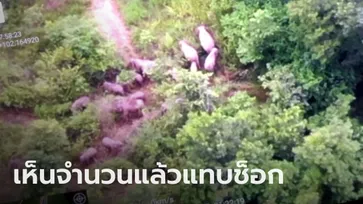 โดรนสำรวจเจอช้างป่าทับลาน โขลงเกือบ 100 ตัว บุกยึดป่าชุมชน อาละวาดทำลายสวน