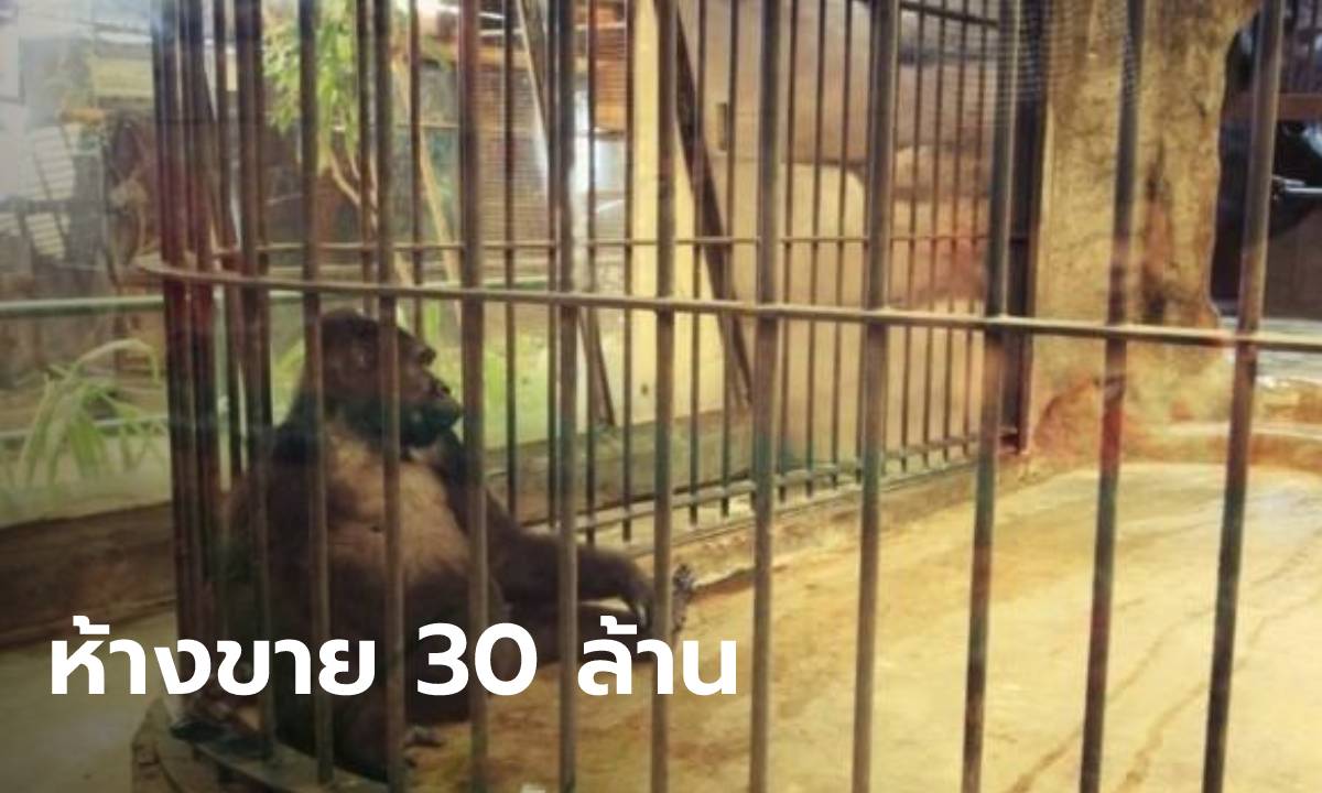 ทส.ขอพา "บัวน้อย" กลับบ้าน กอริลลาในห้างดังปิ่นเกล้า ฝ่ายห้างขอขาย 30 ล้าน!