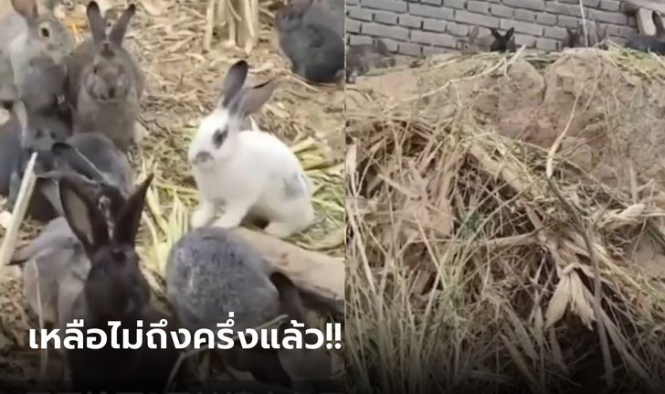 เก็บกระต่ายมา 3 ตัว ล่าสุดเพิ่มขึ้นเกือบ 100 ตัว ประกาศใครอยาก "กิน" มาจับได้เลย
