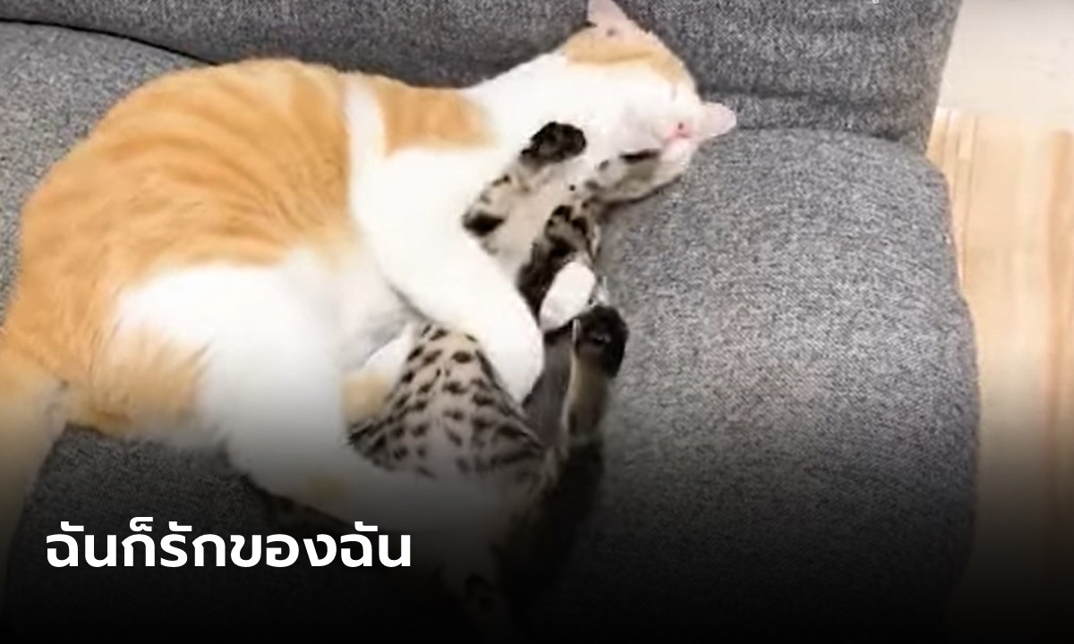 พี่แมวอยากนอนกอดน้องแมว หลับอยู่ดีๆ เจอรัวหมัดแมวแทบน่วม เจ็บจริงไม่ใช่ฝันไป