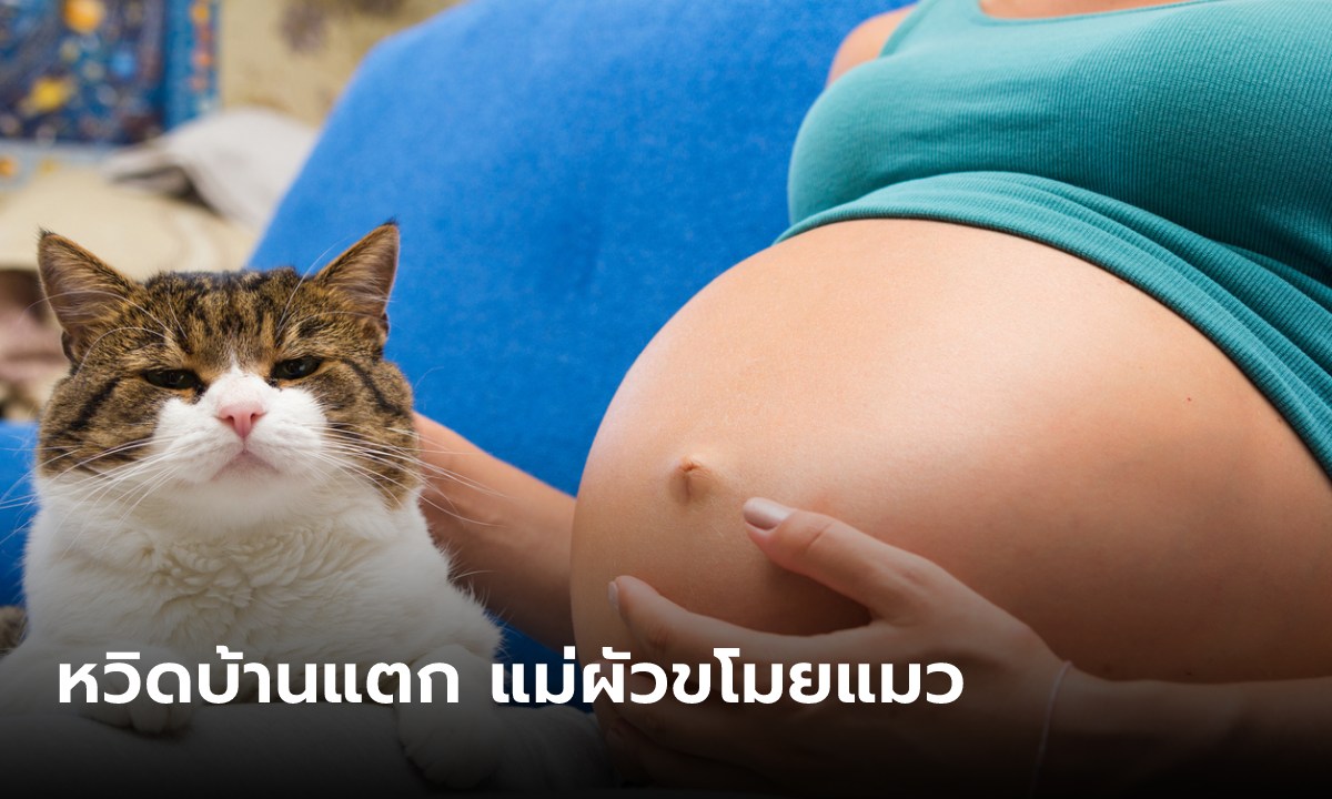 สาวท้องโกรธจนน้ำตาไหล แม่ผัวขโมยแมวไปให้ญาติ อ้าง “เลี้ยงแมวจะคลอดลูกพิการ”