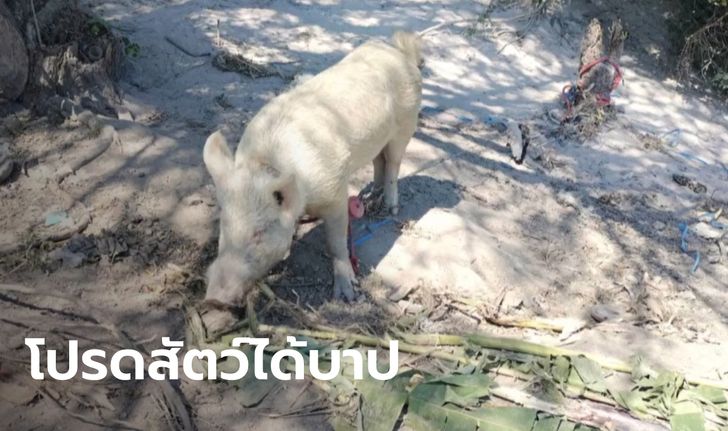 โถ หนุ่มหวังทำทานปีใหม่ ตัดหยวกเลี้ยงหมู โดนขวิดขาเจ็บสาหัส ยังใจดี บอกเข้าใจไม่โกรธ