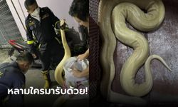 ขนลุกเลย ตามหาเจ้าของ "น้องหลาม" หลุดมาเลื้อยเอื่อยๆ คอมเมนต์แนะลองผ่าท้องดูมั้ย?