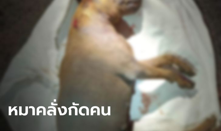 ผวา หมาจรจัดคลั่งน้ำลายฟูมปาก ไล่กัดคนบาดเจ็บ 13 ราย โดนฆ่าทิ้งตัดหัวส่งตรวจ