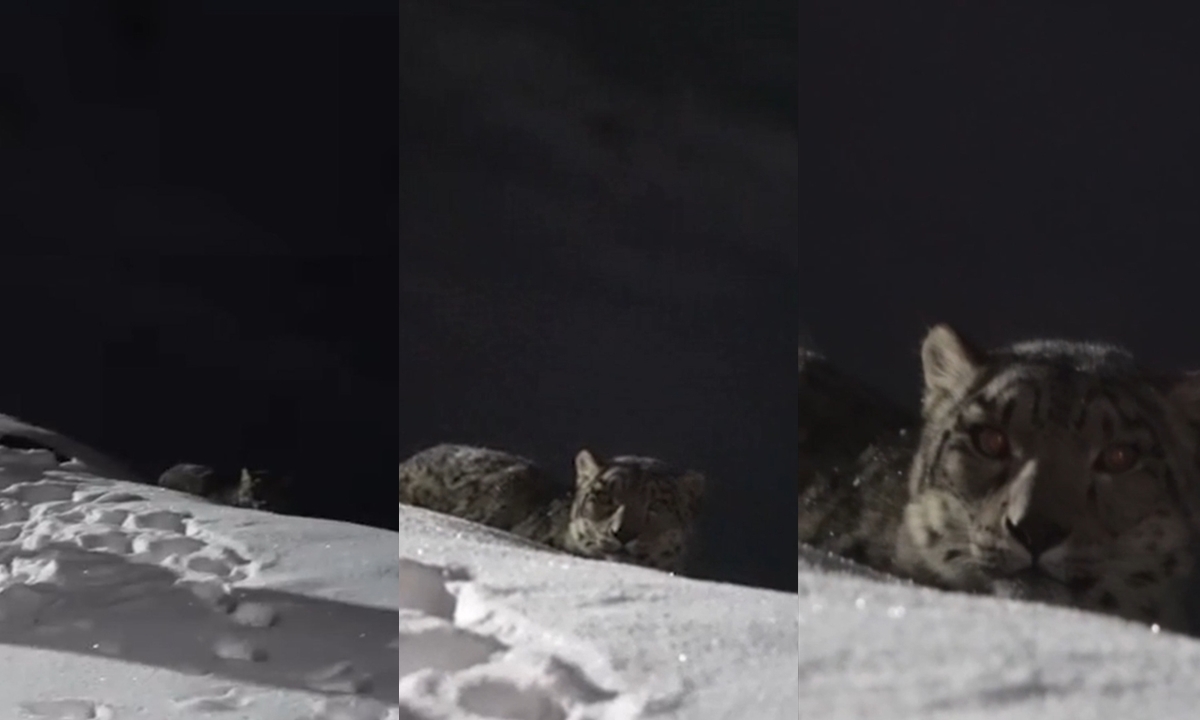 จ๊ะเอ๋มนุษย์! นักท่องเที่ยวจับภาพ "เสือดาวหิมะ" แอบย่องเข้าสกีรีสอร์ตในซินเจียง