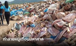 ฝังทำลายหมูเถื่อน 7 แสนกิโลกรัม มากสุดเป็นประวัติการณ์ มูลค่ามหาศาล 123 ล้าน