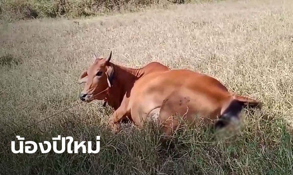 ลุ้นรับโชค น้องปีใหม่! เจ้าของวัวลุ้น ทำคลอดแม่วัว รับวันปีใหม่(มีคลิป)