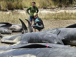 วาฬเกยตื่นเกลื่อนหาดนิวซีแลนด์