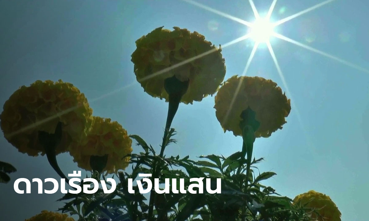 เส้นทางรวย! ดาวเรืองกระถาง ขายดีรับตรุษจีน ฟันเดือนละแสน