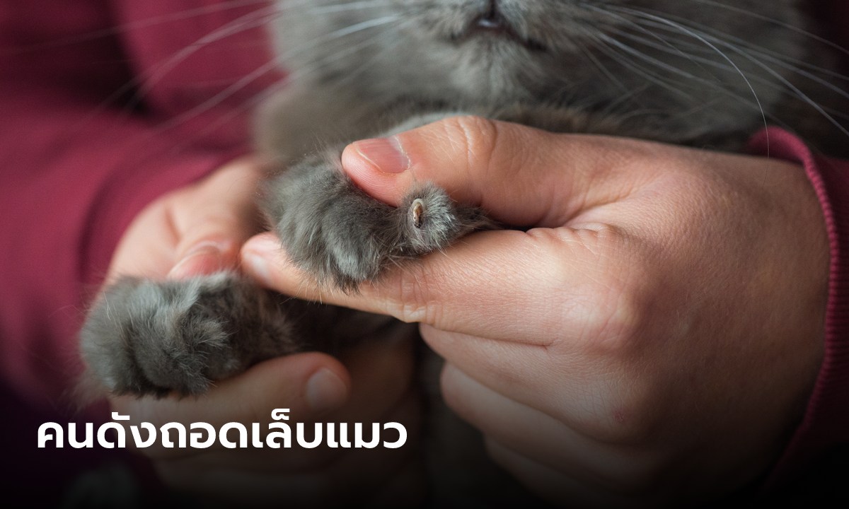 สัตว์แพทย์แฉ "คนดัง" ทารุณถอดเล็บแมว กลัวข่วนหน้าเป็นแผล ชาวเน็ตแห่เดาคือใคร?