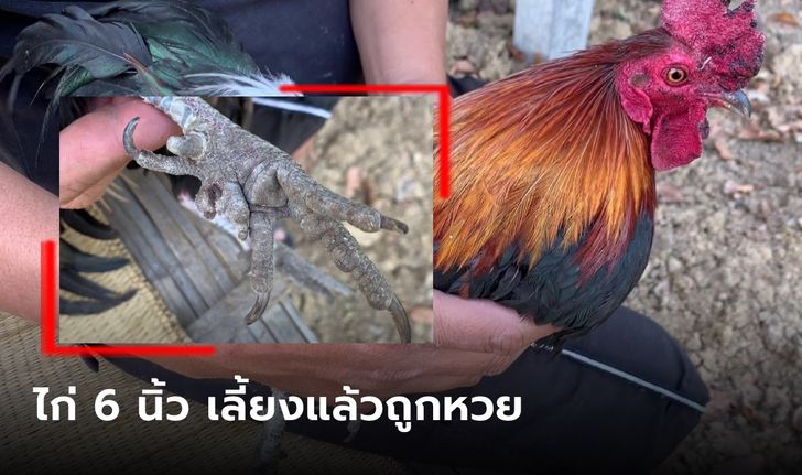 ฮือฮา ไก่ 6 นิ้ว เจ้าของเชื่อให้โชค เลี้ยงแล้วถูกหวยเรื่อยๆ แง้มเลขที่ซื้องวดนี้