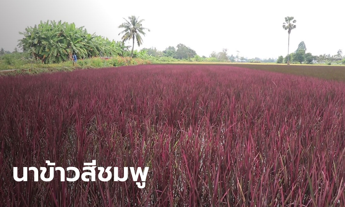 สวยยืนหนึ่ง! 'นาข้าวสีชมพู' ยืนต้นสวยงามรับลมหนาว(มีคลิปสวยๆ)