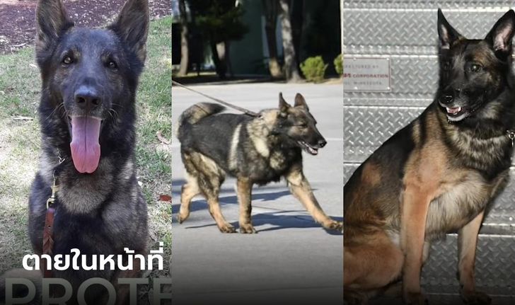 อาลัย โปรเตโอ สุนัขกู้ภัยเม็กซิโก ตายขณะช่วยแผ่นดินไหวตุรกี พลทหารคู่หูสุดเศร้า