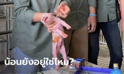 ใครเห็นก็ว่าตุย น้องหมูเพิ่งคลอด ขโมยซีน นศ.เรียนปฏิบัติจริงในฟาร์ม ทำโฟกัสผิดจุด