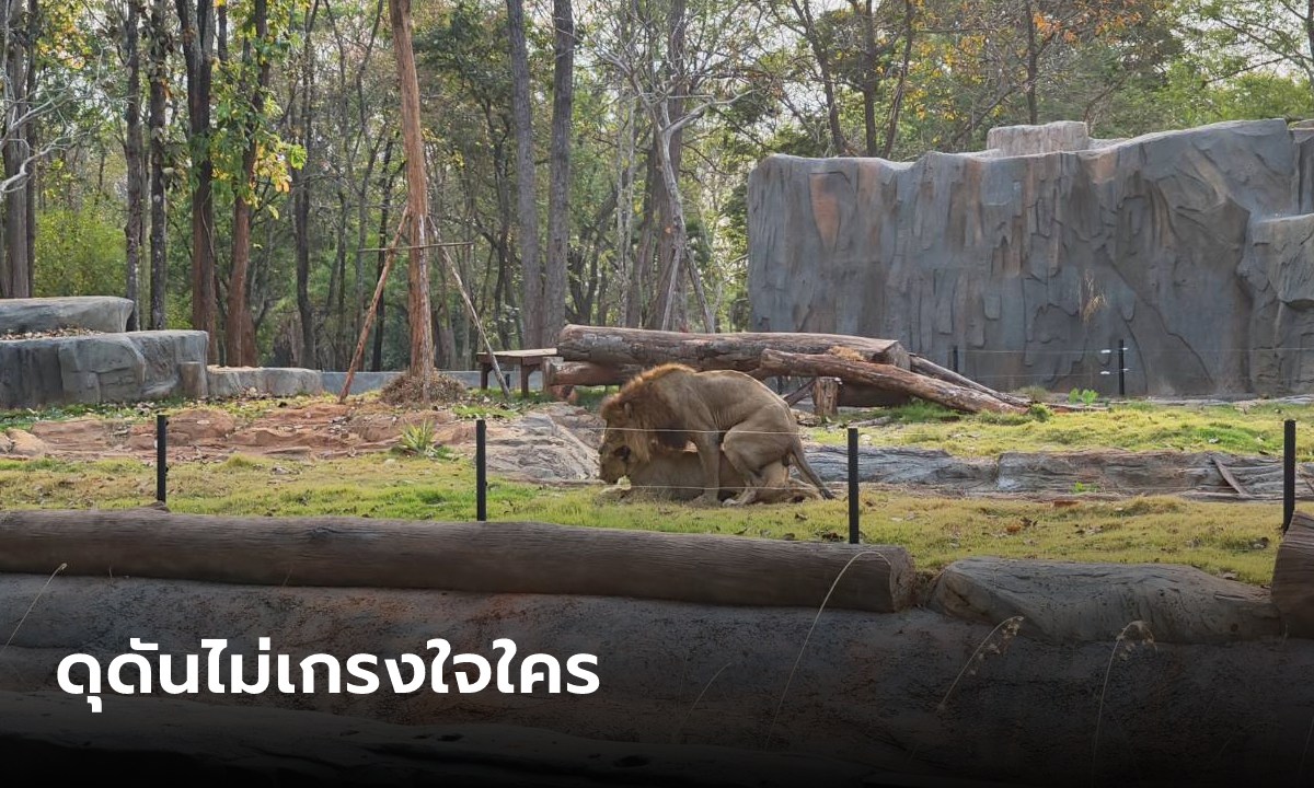 ว่อนสวนสัตว์ คลิปหลุดคู่รักสิงโต "พี่นายักษ์-น้องซีซ่า"  จนท.แอบถ่ายไว้ทันแบบเต็มตา