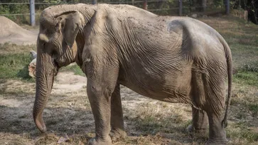 บีบหัวใจ "ช้างไพลิน" ถูกใช้งานให้นักท่องเที่ยวขี่หลังมา 25 ปี จนกระดูกสันหลังยุบ