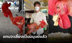 สุดแปลก "ไก่ไร้ขน" ชอบกินทุเรียน คนขอซื้อ 7 หมื่น เจ้าของไม่ขาย ชี้คิดการณ์ไกลกว่านั้น