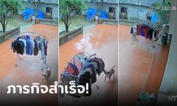 ฝนตกแต่มนุษย์ไม่อยู่บ้าน เจ้าตูบช่วยเก็บผ้าที่ตากไว้ ดูแล้วทึ่ง บังคับราวได้ชำนาญสุดๆ