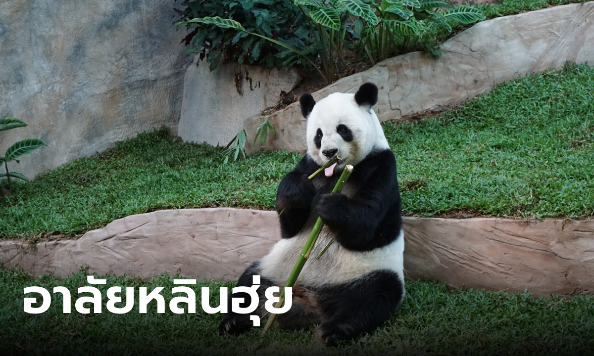 เศร้า แพนด้า "หลินฮุ่ย" ตายแล้ว ปิดตำนานดาวดังสวนสัตว์เชียงใหม่ ด้วยวัย 21 ปี