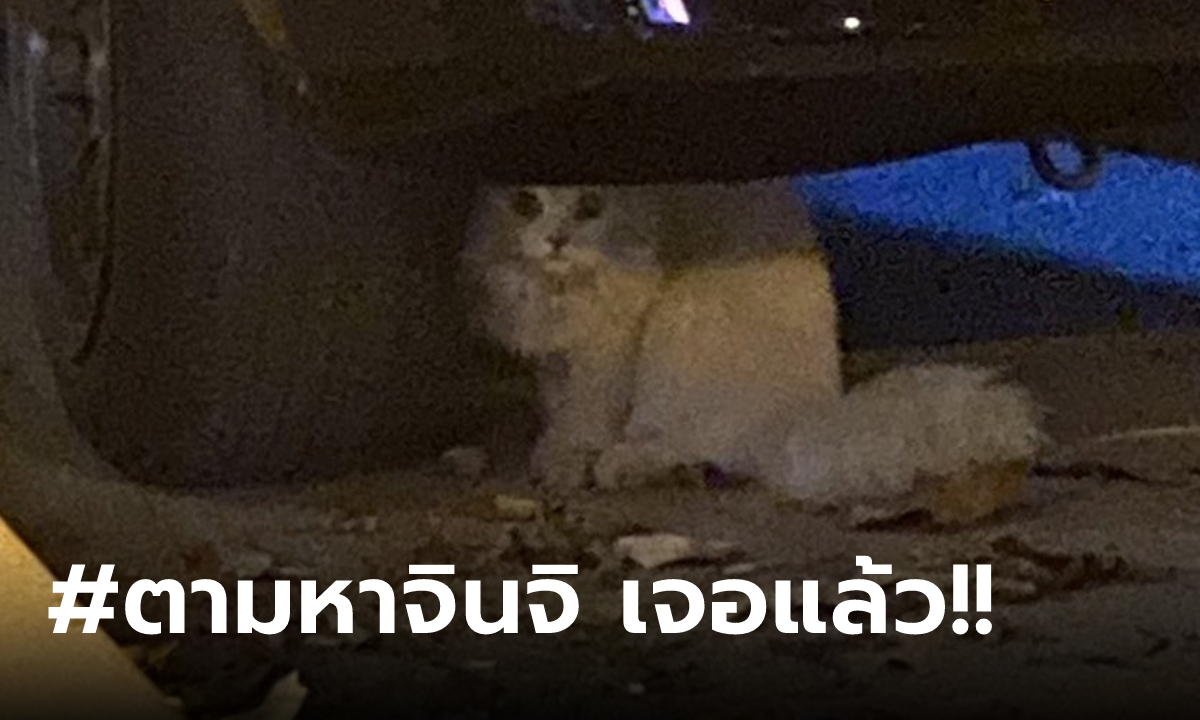 ปาฏิหาริย์โซเชียล "จินจิ" แมวดังทวิตเตอร์ หายจากบ้านนับเดือน ได้กลับมานอนตักแม่แล้ว