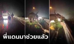 สุดเท่ ช้างฮีโร่ช่วยเคลียร์ไม้ขวางถนน ตอนท้ายคลิปมนุษย์ร้องว้าว แสนรู้เกินไปแล้ว!