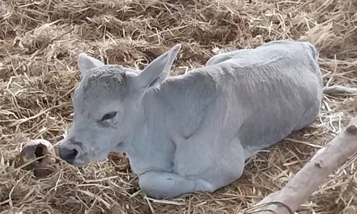 ฮือฮา "วัวสีหมอก" ลูกวัวประหลาดสีเทาสวยงาม รีบส่องลุ้นเลขเด็ดงวดนี้ 16/5/66