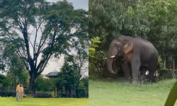 "เสี่ยตา" ถ่ายคลิป เจอช้างกินมะม่วงในสวนของบ้าน เขย่าทีเดียวร่วงแทบหมดต้น