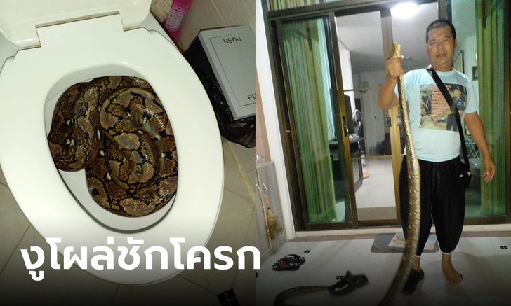 เจ้าของบ้านแทบช็อก งูเหลือมยาว 3 เมตร นอนขดตัวเต็มชักโครก วิ่งหนีแทบไม่ทัน