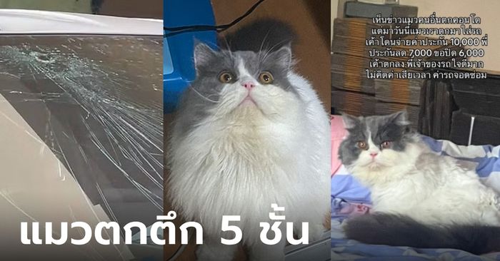 อีกแล้ว แมวตกจากห้องชั้น 5 ทับกระจกรถแตก เพิ่งย้ายมา 10 วัน สร้างตำนานเลย!