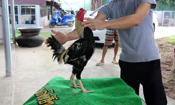 เลขเด็ดไก่ชนสามหัว﻿