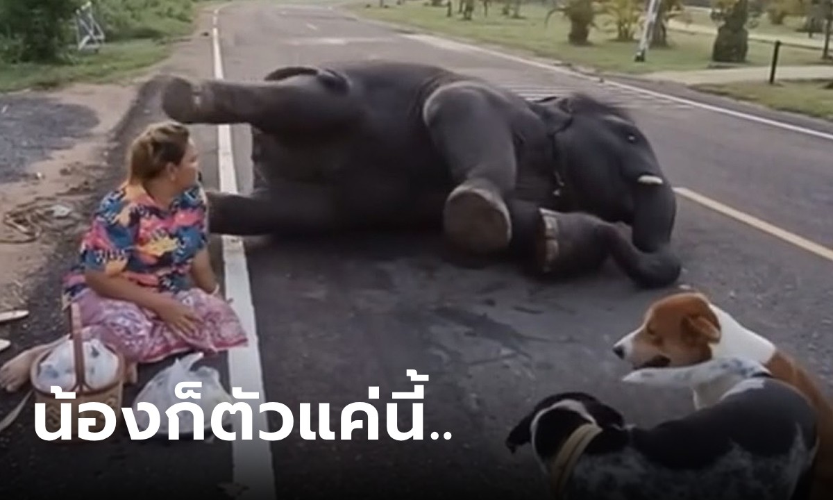 เอ็นดูแรง ช้างน้อยอยากกินทุเรียน แต่อดเพราะเป็นของใส่บาตร งัดไม้ตายอ้อนแม่