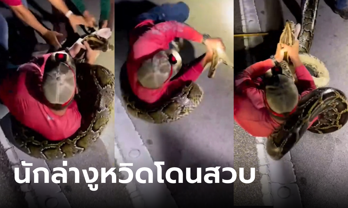 หนุ่มจับงูหลามพม่ายาวสุดในโลก 5.79 เมตร เผยนาทีระทึกล้มแล้วโดนรัด สู้กันสุดชีวิต