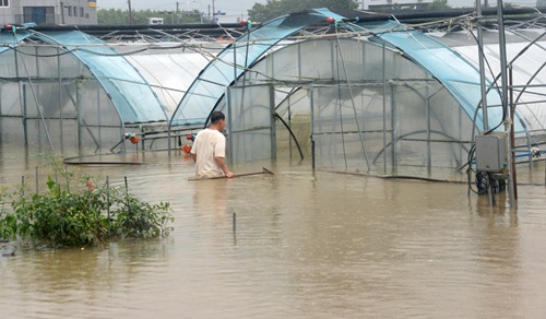  เกษตรกรตรวจสอบเรือนกระจกที่ถูกน้ำท่วมในอำเภอวานจู จังหวัดชอลลาเหนือของเกาหลีใต้ วันที่ 15 ก.ค. 2023