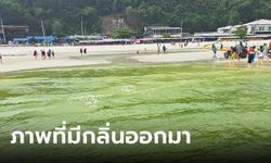 อวสานทริปเกาะล้าน "ขี้วาฬ" บุกหาดตาแหวน เปลี่ยนน้ำทะเลกลายเป็นสีเขียว