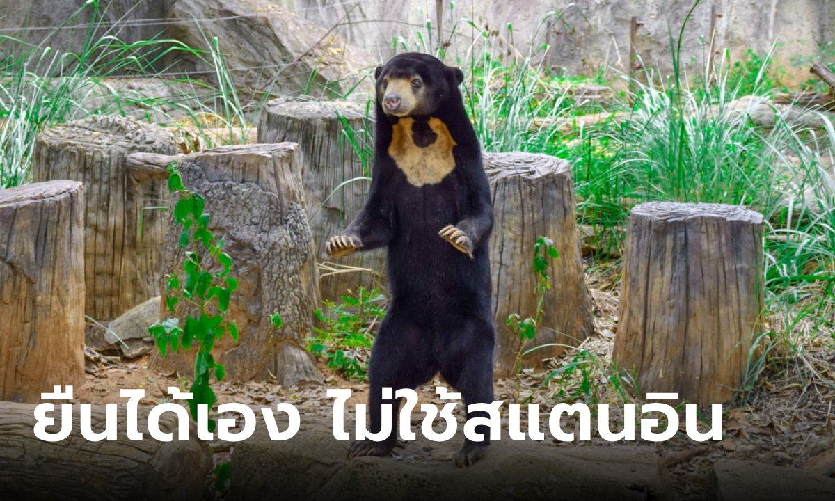 สวนสัตว์โคราช ไขปริศนาคลิปหมีหมายืน 2 ขา เดินคล้ายมนุษย์ เป็นตัวจริงหรือมาสคอต