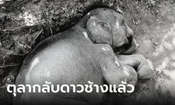 เศร้า "ตุลา" ลูกช้างป่าพลัดหลง กลับดาวแล้ว โซเชียลแห่อาลัย ไม่เจ็บปวดแล้วนะ