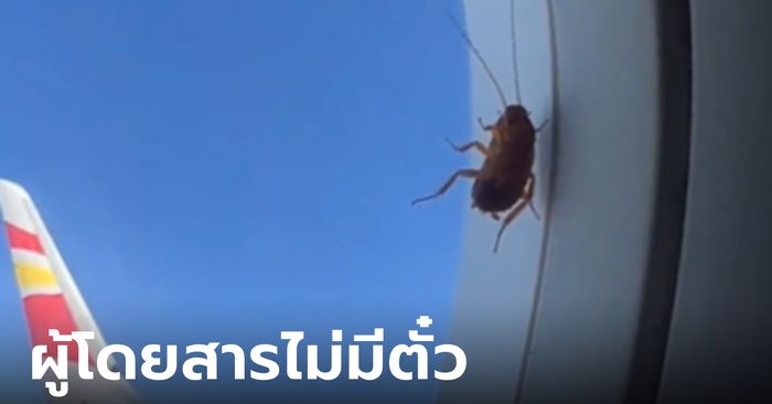ช็อตฟีลกลางอากาศ สาวชมวิวหน้าต่างเครื่องบิน เจอแมลงสาบตัวเป็นๆ น้องสู้ชีวิตมาก