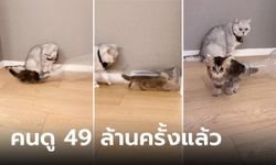 ทะลุ 49 ล้านวิวแล้ว คลิปแมวมุดคอขวด ใครดูก็เหลือเชื่อ พีกสุดตอนหมุนตัวออก!