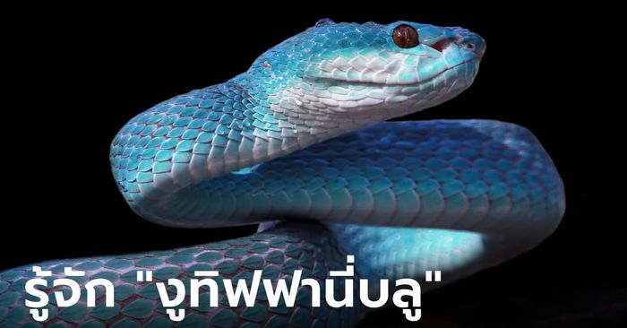 “งูทิฟฟานี่บลู” งูสวยงามแต่หายาก มีพิษ และวิธีเอาตัวรอดเมื่อเจองู