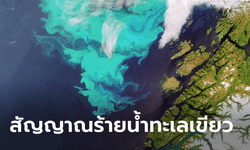 "แพลงก์ตอนบลูม" คืออะไร สาเหตุเกิดจากอะไร หรือเป็นคำเตือนมนุษย์ทำลายธรรมชาติ รอวันถูกเอาคืน