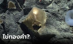 มันคืออะไร? พบวัตถุสีทองลึกลับใกล้ภูเขาไฟใต้น้ำ นักวิทยาศาสตร์ยังแอบผวา